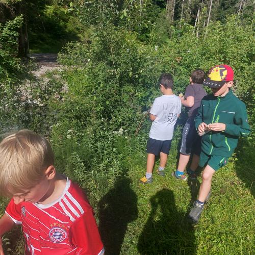 Wildbestäuber