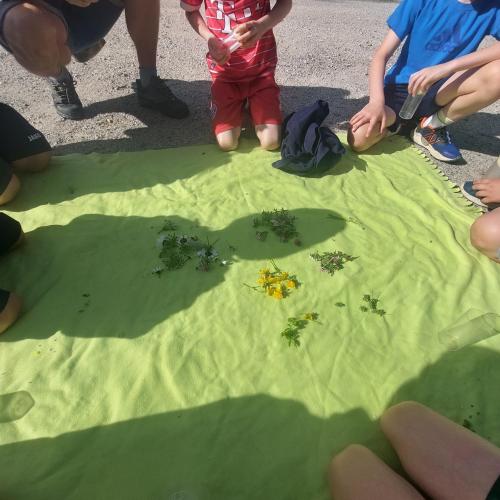 Wildbestäuber