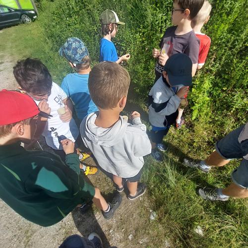 Wildbestäuber